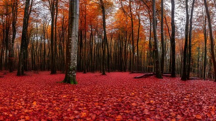 Wall Mural - A quiet walk through a forest covered in autumn leaves where the vibrant reds and yellows of the trees create a stunning natural display and the sounds of nature add to the serene experience