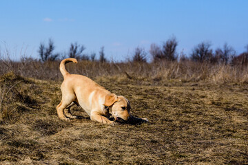 Cute young labrador retriever dog at the meadow on early spring