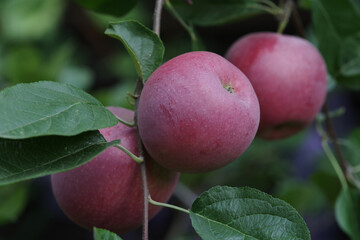 An apple tree branch with a ripe red apples.