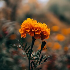 Sticker - Close-up of a vibrant orange marigold flower blooming in a field.