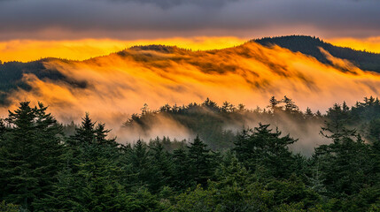 Forest landscape at dawn with mist rising above the trees