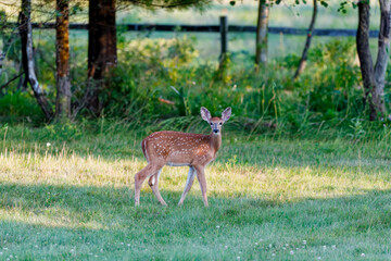 Wall Mural - deer. the white-tailed deer also known as the whitetail or virginia deer . white taild deer is the w