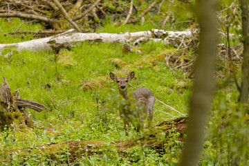 Wall Mural - deer. the white-tailed deer also known as the whitetail or virginia deer . white taild deer is the w