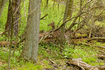 Wall Mural - deer. the white-tailed deer also known as the whitetail or virginia deer . white taild deer is the w