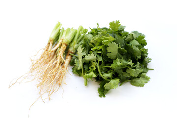 Canvas Print - Fresh organic coriander, leaves with roots. Vegetables and herbs