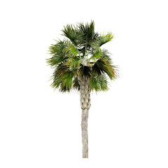 Sabal Palm tree on isolated Canvas