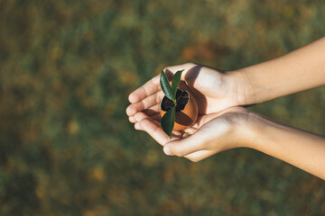 Wall Mural - Kid's hand holding repuposed eggshell transformed into fertilizer pot, symbolizing commitment to nurture and grow sprout or baby plant as environment social governance for future generation. Gyre