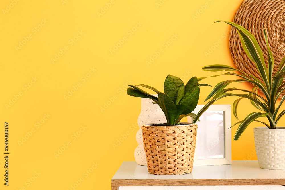 Green houseplant on shelf near color wall