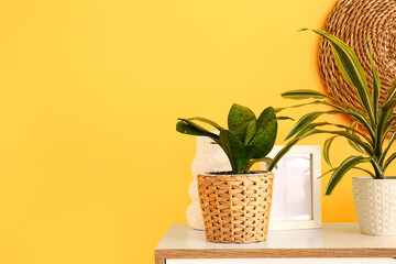 Wall Mural - Green houseplant on shelf near color wall