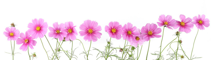Wall Mural - border of flowers cosmos isolated on white background.