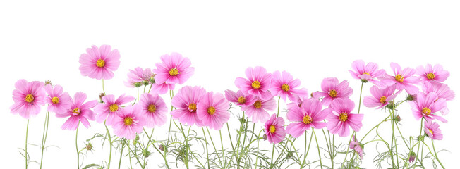 Wall Mural - border of flowers cosmos isolated on white background.