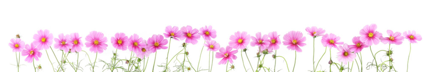 Wall Mural - border of flowers cosmos isolated on white background.
