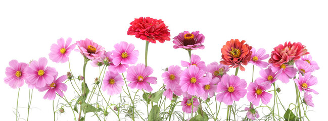 Wall Mural - row of garden flowers isolated on white background. blooming beautiful flowers cosmos, zinnia.