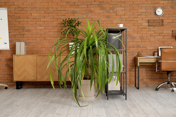 Wall Mural - Interior of modern office with palm tree and drawers