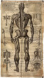 © Domingo - Detailed anatomical drawing of human musculature on aged paper. Vintage medical illustration showing back muscles, spine, and skeletal structure. Historical scientific sketch for educational purposes