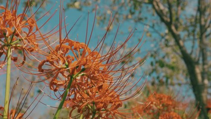 Wall Mural - red spider lily or cluster amaryllis flowers blooming in the blue sky in autumn or fall, higanbana o