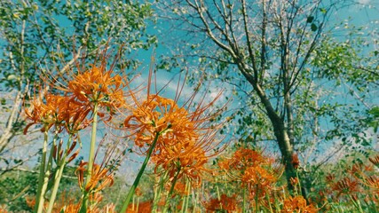 Wall Mural - red spider lily or cluster amaryllis flowers blooming in the blue sky in autumn or fall, higanbana o