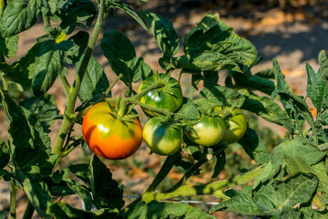 Tomatoes in the garden