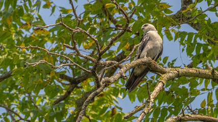 mississippi kite perched in a tree.