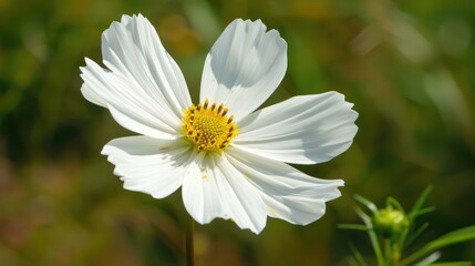 Poster - White Cosmos Flower in Bloom