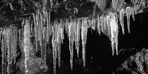 Poster - Black and white photo of icicles hanging from a tree branch, frozen in time