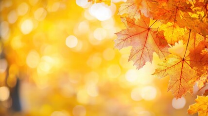 Wall Mural - autumn leaves with bright sunlight creating bokeh effect