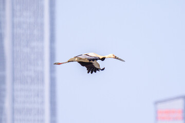 Oriental Stork Soaring High Against the Azure Sky