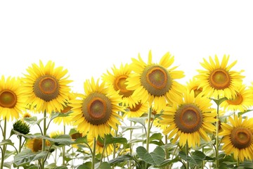 Aufkleber - A serene landscape featuring a sea of sunflowers under a clear blue sky
