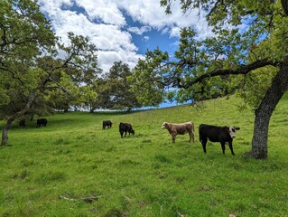 cows grazing in a meadow