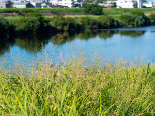 Wall Mural - 葦が生える大和川沿いの風景