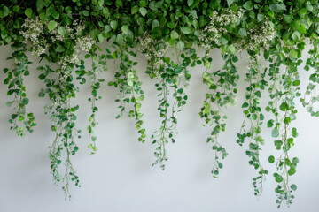 Poster - Green Vines on White Wall.