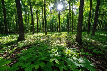 Poster - Hunting Forest with sunlight filtering through the branches, illustrated with golden light creating dappled patterns on the forest floor, adding warmth to the scene