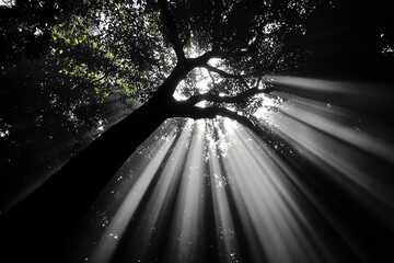 Poster - Hunting Forest with the interplay of light and dark, illustrated with deep shadows and bright shafts of sunlight creating a dramatic, almost theatrical effect