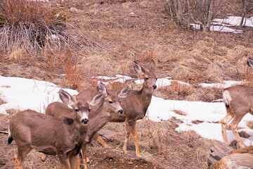 deer on a hill evergreen colorado