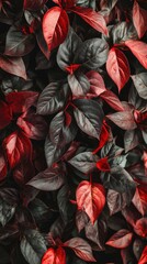 Canvas Print - A Close-Up of Deep Red and Dark Green Leaves