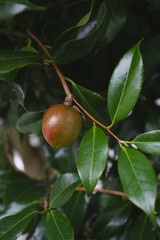 Wall Mural - closed unripe camellia nut in shell, botanical background