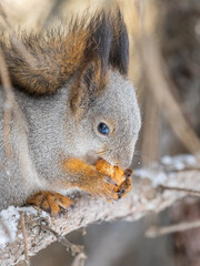 Poster - The squirrel with nut sits on tree in the winter or late autumn