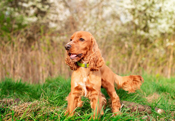 Sticker - A red-colored dog of the English cocker spaniel breed is standing in the grass. The dog looks away with its mouth open. Little hunter. Training. The photo is blurred