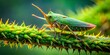 © Kukar Studio - Vibrant green thorn tree hopper insect with spiked crown perched on moss covered branch in lush misty tropical rainforest in Monteverde, Costa Rica