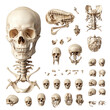 © North - Various views and parts of a human skeleton skull isolated on white background, including vertebrae and bones.