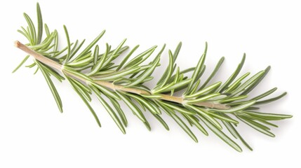 Isolated white background image of fresh branches of tarragon plant, a herb, a popular spice used in cooking, aromatic and healthy.