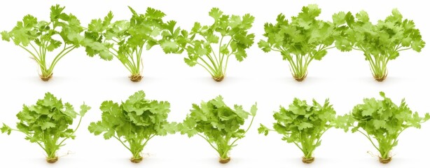 Isolated white background image of fresh coriander plant, a herb, a popular spice used in cooking, aromatic and healthy.