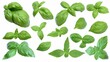 © Chirawan - Isolated white background image of fresh Basil, a herb, a popular spice used in cooking, aromatic and healthy.
