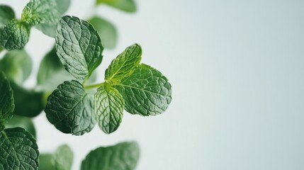 Close-up of fresh mint leaves with a vibrant green color against a soft, light background, illustrating natural texture and a clean, organic mood.