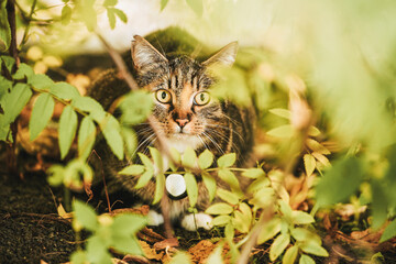 curious cat with gps collar in bushes