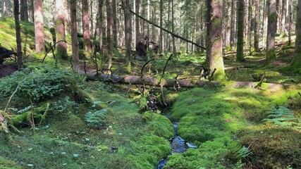 Sticker - Small creek with running water in a spruce forest a sunny summer day