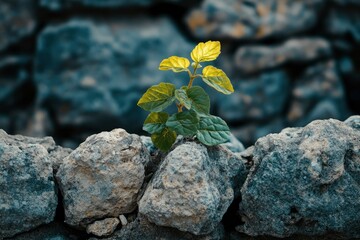 Wall Mural - A Small Plant Growing Out of a Rock Wall