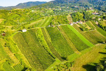 Drone view of vineyards on hills in Plesivica region in Croatia