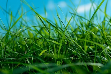 Poster - Detailed view of lush green grass against a backdrop of clear blue sky, The beauty of simplicity captured in the sight of vibrant green grass and a pristine blue sky