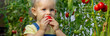 © Anna - little girl collects tomatoes in a greenhouse. Selective focus